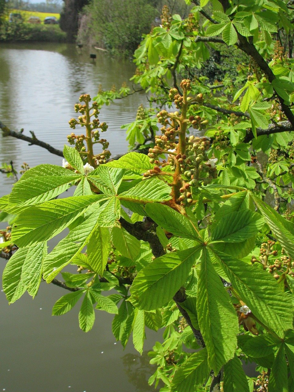 chestnut blossom, nature, summer, water, ambience, landscape, waters